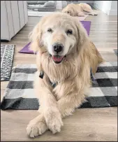  ?? Courtesy of Goldens Without Borders ?? Who’s a good girl? Tahoma, the oldest of the new arrivals at Goldens Without Borders, is one of six golden retrievers available for adoption or fostering.