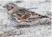  ?? BRUCE DI LABIO ?? The Lapland Longspur is an uncommon fall migrant. This one was at Brittania pier.