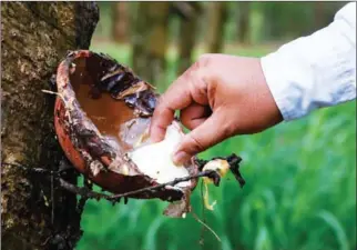  ?? HENG CHIVOAN ?? A worker collects coagulated latex at a rubber plantation in Kampong Cham’s Memot district in 2014.