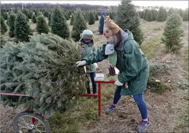  ?? BEN HASTY — MEDIANEWS GROUP ?? Jenn Ziegler of Kutztown and her daughter Abby, 8, load the tree they picked out and cut down onto a cart at Beck Tree Farms in Richmond Township. Owner Dennis Beck says the farm was swamped during the extended Thanksgivi­ng holiday weekend. “They were lined up in the morning before we opened and kept coming after dark,” he says.