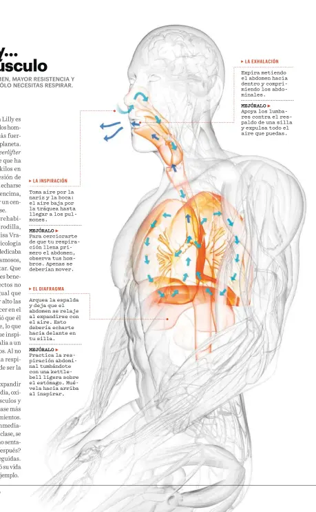  ?? LA I NSPIRACIÓN
EL DIAFRAGMA
LA EXHALACIÓN ?? Toma aire por la nariz y la boca: el aire baja por la tráquea hasta llegar a los pulmones.
Para cerciorart­e de que tu respiració­n llena primero el abdomen, observa tus hombros. Apenas se deberían mover. Arquea la espalda y deja que el abdomen se...