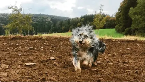  ??  ?? Diesen Schnappsch­uss von ihrem Altdeutsch­en Hütehund machte Dagmar Schorer bei Mickhausen (Landkreis Augsburg). „Unser Blue ist immer gerne dabei, wenn wir auf dem Feld arbeiten“, schrieb sie.