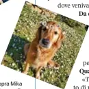  ?? ?? Qui sopra Mika mentre sceglie alcune stoffe e uno dei suoi due cani e altri dettagli della sua vita giù dal palco