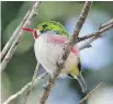  ??  BRUCE DI LABIO ?? The Cuban Tody is one of more than 25 endemic species found in Cuba.