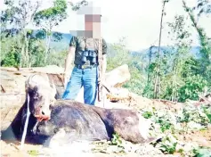  ??  ?? Bull banteng shot by poachers in the vicinity of Imbak Canyon around the years 19982000.