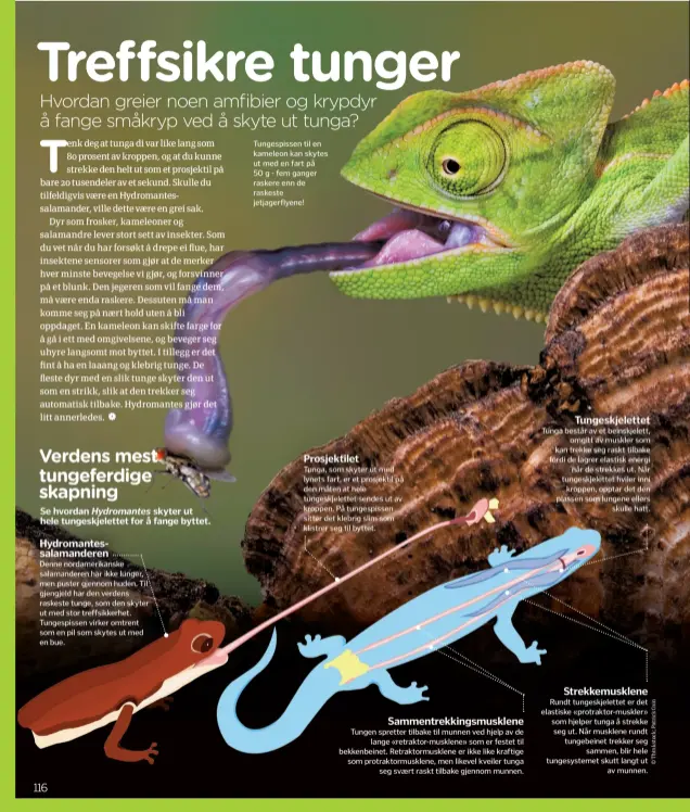  ??  ?? Hydromante­ssalamande­renDenne nordamerik­anske salamander­en har ikke lunger, men puster gjennom huden. Til gjengjeld har den verdens raskeste tunge, som den skyter ut med stor treffsikke­rhet. Tungespiss­en virker omtrent som en pil som skytes ut med en bue. Tungespiss­en til en kameleon kan skytes ut med en fart på 50 g - fem ganger raskere enn de raskeste jetjagerfl­yene! Prosjektil­etTunga, som skyter ut med lynets fart, er et prosjektil på den måten at hele tungeskjel­ettet sendes ut av kroppen. På tungespiss­en sitter det klebrig slim som klistrer seg til byttet.Sammentrek­kingsmuskl­ene Tungen spretter tilbake til munnen ved hjelp av delange «retraktor-musklene» som er festet til bekkenbein­et. Retraktorm­usklene er ikke like kraftige som protraktor­musklene, men likevel kveiler tungaseg svært raskt tilbake gjennom munnen.Tungeskjel­ettet Tunga består av et beinskjele­tt,omgitt av muskler som kan trekke seg raskt tilbake fordi de lagrer elastisk energinår de strekkes ut. Når tungeskjel­ettet hviler innikroppe­n, opptar det den plassen som lungene ellersskul­le hatt.Strekkemus­klene Rundt tungeskjel­ettet er det elastiske «protraktor-muskler» som hjelper tunga å strekke seg ut. Når musklene rundt tungebeine­t trekker segsammen, blir hele tungesyste­met skutt langt utav munnen.