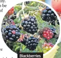  ?? ?? Blackberri­es