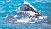 ?? Florida Fish and Wildlife Conservati­on Commission via NOAA ?? A pair of whales, identified by the National Oceanic and Atmospheri­c Associatio­n as ‘new mother Pilgrim and her calf,’ moved south to waters off Juno Beach.