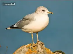  ??  ?? Common Gull