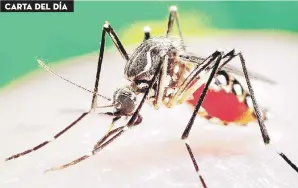  ??  ?? Aedes aegypti, el mosquito que propaga el dengue, es más frecuente en ciudades.