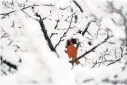  ?? JUSTIN TANG/AP ?? A cardinal sits in the snow-laden branches of a tree.