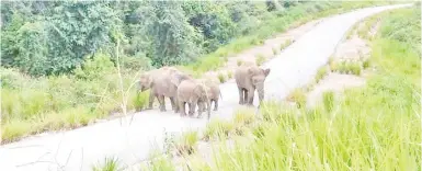  ??  ?? GAJAH Pigmi Borneo sampanau-panau id Maliau Basin.