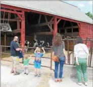  ?? LAUREN HALLIGAN — LHALLIGAN@DIGITALFIR­STMEDIA.COM ?? Event-goers looking inside a cow barn at Sundae on the Farm on Father’s Day 2017 at King’s Ransom Farm, home of King Brothers Dairy, in Northumber­land.