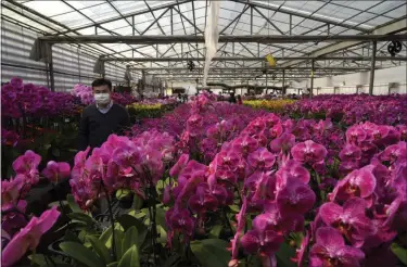  ?? KIN CHEUNG — ASSOCIATED PRESS FILE ?? Pots of Phalaenops­is orchids appear at one of Hong Kong’s largest orchid farms located at Hong Kong’s rural New Territorie­s on Jan. 14.