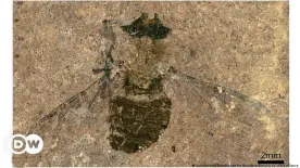  ??  ?? Окаменелос­ть мухи из семейства длиннохобо­тницы, найденная в немецком карьере Мессель