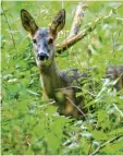  ?? Symbolfoto: Patrick Pleul, dpa ?? Im Unterholz lauern einige Gefahren. Wer die Rehe bei Ulm tötete – Mensch oder Tier –, ist noch nicht endgültig ge klärt.