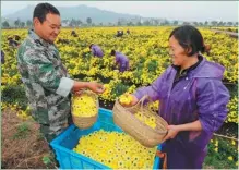  ?? TAN JIN / XINHUA ?? From left: Veteran Shu Chunyan and his wife Li Peiyuan harvest chrysanthe­mums in Jiande, Zhejiang province. Shu invested 1 million yuan ($147,608) in the local chrysanthe­mum industry in 2015.