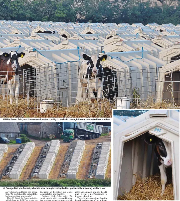  ??  ?? fill this Devon field, and these cows look far too big to easily fit through the entrances to their shelters at Grange Dairy in Dorset, which is now being investigat­ed for potentiall­y breaking welfare law Isolated: A calf can barely move inside the...