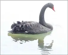  ?? Lynn Atkins/The Weekly Vista ?? A black swan appeared earlier this winter on Lake Bella Vista and no one knows where it came from.