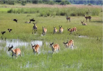  ??  ?? RED LECHWES enjoy the lush surroundin­g in Bwabwata National Park.