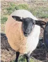  ?? CONTRIBUTE­D ?? Melissa DeJong and her family keep many of their own animals, including sheep, goats, cows and chickens, on their homestead in Egmont Bay, P.E.I.