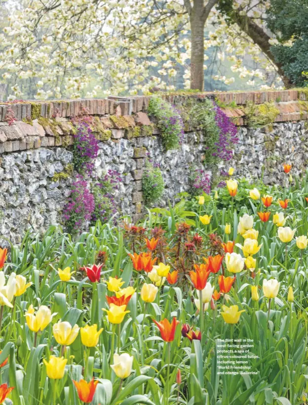  ??  ?? The flint wall in the west-facing garden protects a sea of citrus-coloured tulips, including lemon ‘World Friendship’ and orange ‘Ballerina’