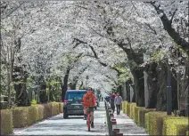  ?? KIICHIRO SATO / AP ?? A cyclist films a video with his phone while riding under a canopy of cherry blossoms in Tokyo on Monday.