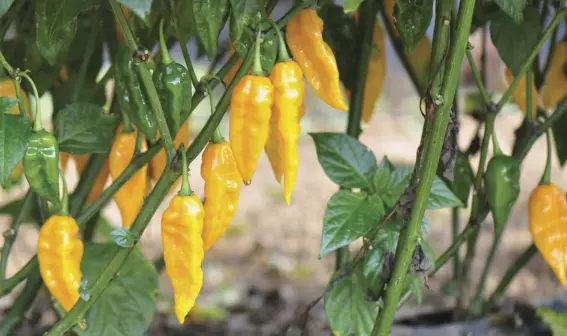  ??  ?? The Scoville scale gauges the spicy heat of certain foods, such as peppers.