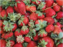  ?? STAFF PHOTO BY OLIVIA ROSS ?? Strawberri­es are pictured at a farmers market in 2023. Tennessee farmers shared in $36 million in patronage payments last month from Farm Credit Mid-America.