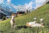  ??  ?? Life is good in Switzerlan­d’s impossibly idyllic Gimmelwald, even for sunbathing goats.