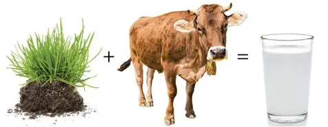  ?? Fotos: Fotolia ?? Gras plus Kuh ergibt Milch – das weiß wohl jedes Kind. Aber warum ist Milch eigentlich weiß, wenn Gras doch grün ist? Diese kniffelige Frage hat Malte gestellt und wir haben einen Experten gebeten, uns das genauer zu erklären.