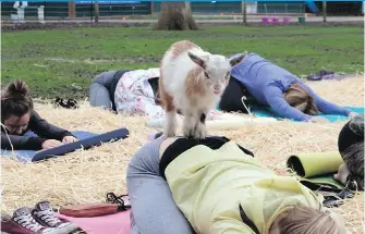  ??  ?? Experience Goat Yoga at Victoria Lavender every Saturday and Sunday at 9:30 a.m. and 4:30 p.m.