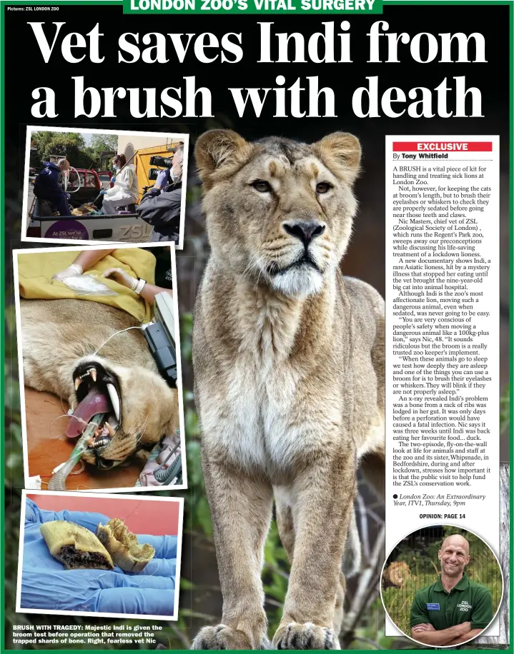  ??  ?? BRUSH WITH TRAGEDY: Majestic Indi is given the broom test before operation that removed the trapped shards of bone. Right, fearless vet Nic