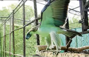  ?? The Straits Times/Asia News Network ?? Rare creature: Geothermic­a stretching its wings at the Philippine Eagle Centre in Davao City. —