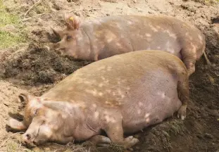  ??  ?? Raising pasture pigs allows them to root, wallow (above) and act like hogs! Provide cool, clean drinking water (right) for your pigs.