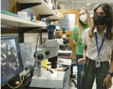  ?? WAMBSGANS/CHICAGO TRIBUNE E. JASON ?? Nidhi Thirthamat­tur, right, a Nequa Valley High School student, and Melanie Pivarski, associate professor at Roosevelt University, look at a microscopi­c view of a liverwort specimen at the Field Museum.