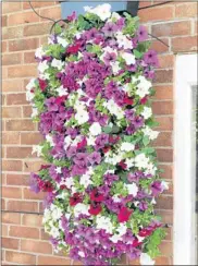  ??  ?? A VertiGarde­n planted up with petunias turn a brick wall into a feature.