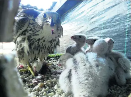  ?? Courtesy Green Balkans ?? Saker chicks in Bulgaria are part of a recovery aided by Ead and the Mohammed bin Zayed Species Conservati­on Fund.