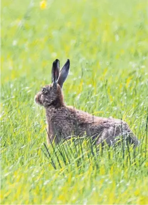  ??  ?? “I went for a walk around Montrose Basin and spotted this handsome hare in a field,” says Paul Easton. “He was soon off after he heard me with those ears.”