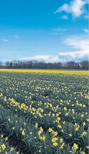  ??  ?? A packed Grampian Growers’ field of daffodils provides a riot of yellow.