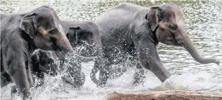  ?? PICTURE: EPA ?? Elephants play in water at their outdoor enclosure of the Pairi Daiza animal park in Brugelette, Belgium, last month.the animals seek maximum freshness as the heatwave continues across Europe.