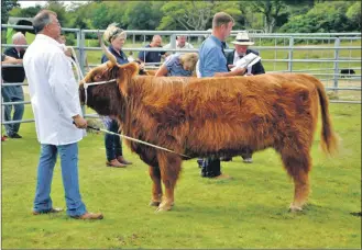  ??  ?? Look back at the 2019 Lorn Show when Duncan Buchanan from Achnacloic­h Farm showed the overall cattle champion – a three-year-old heifer.