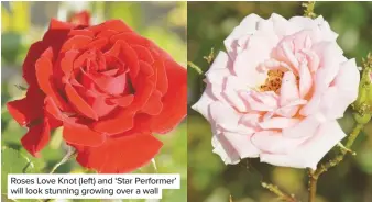  ??  ?? Roses Love Knot (left) and ‘Star Performer’ will look stunning growing over a wall