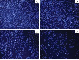  ??  ?? (a) 0 μg/ml; (b) 7.5 μg/ml; (c) 15 μg/ml; (d) 30 μg/ml 3 BDE-209 暴露 24 小时后人正常肝 L-02 细胞凋亡荧光图(200×) Apoptotic fluorescen­ce of human normal liver L-02 cells 24 hours after exposure to BDE-209 (200×)