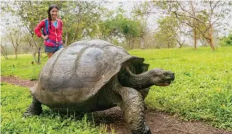  ?? SHUTTERSTO­CK ?? Una tortuga gigante junto a una turista en la isla de Santa Cruz en las Islas Galápagos.