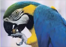  ?? DARRYL DYCK THE CANADIAN PRESS ?? A blue and gold macaw named Clyde eats a nut. Dozens of rescued parrots awaiting adoption have found a new sanctuary via Craigslist.