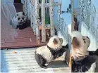  ?? PROVIDED BY NEWSFLARE ?? Staff at the Taizhou Zoo in Jiangsu, China dyed chow chow dogs to resemble pandas for an exhibit that opened May 1.