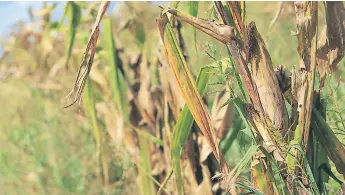  ??  ?? AGRICULTUR­A. En los últimos meses, los países centroamer­icanos registraro­n daños en las plantacion­es de maíz y frijoles.