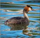  ??  ?? Wild locks: great crested grebes flirt by showing off their plumes and moves
