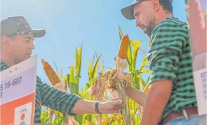  ?? ?? Esenciales. El avance de la genética y el buen manejo agronómico permitiero­n la expansión del maíz tardío.